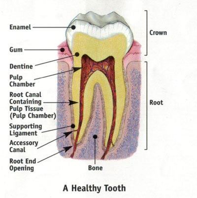 root canal